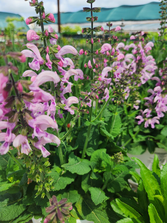 Sage, Clary Meadow 'Ballerina Pink' (Salvia)