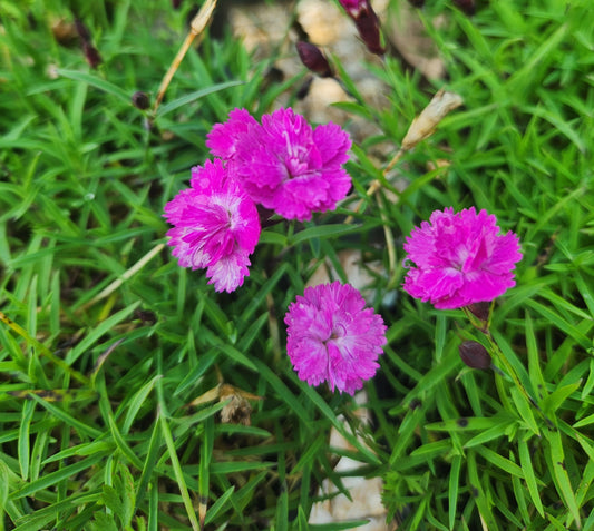 Pinks, Carnation Cheddar / Clove 'Mountain Frost Pink Pom Pom' (Dianthus)