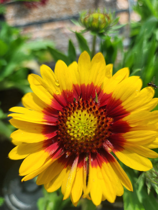 Blanket Flower 'Mesa Bright Bicolor' (Gaillardia)