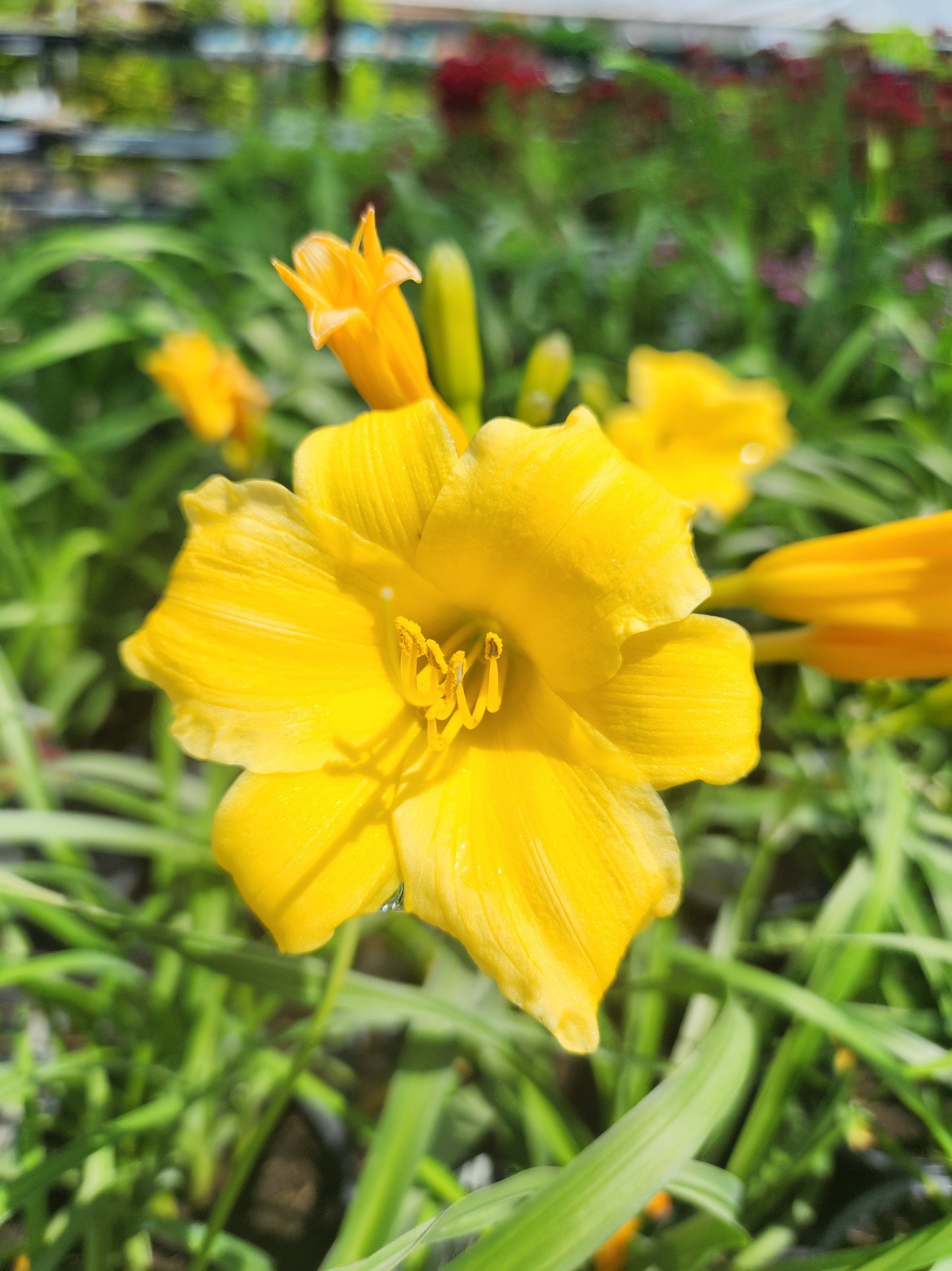 Daylily 'Stella de Oro' (Hemerocallis)