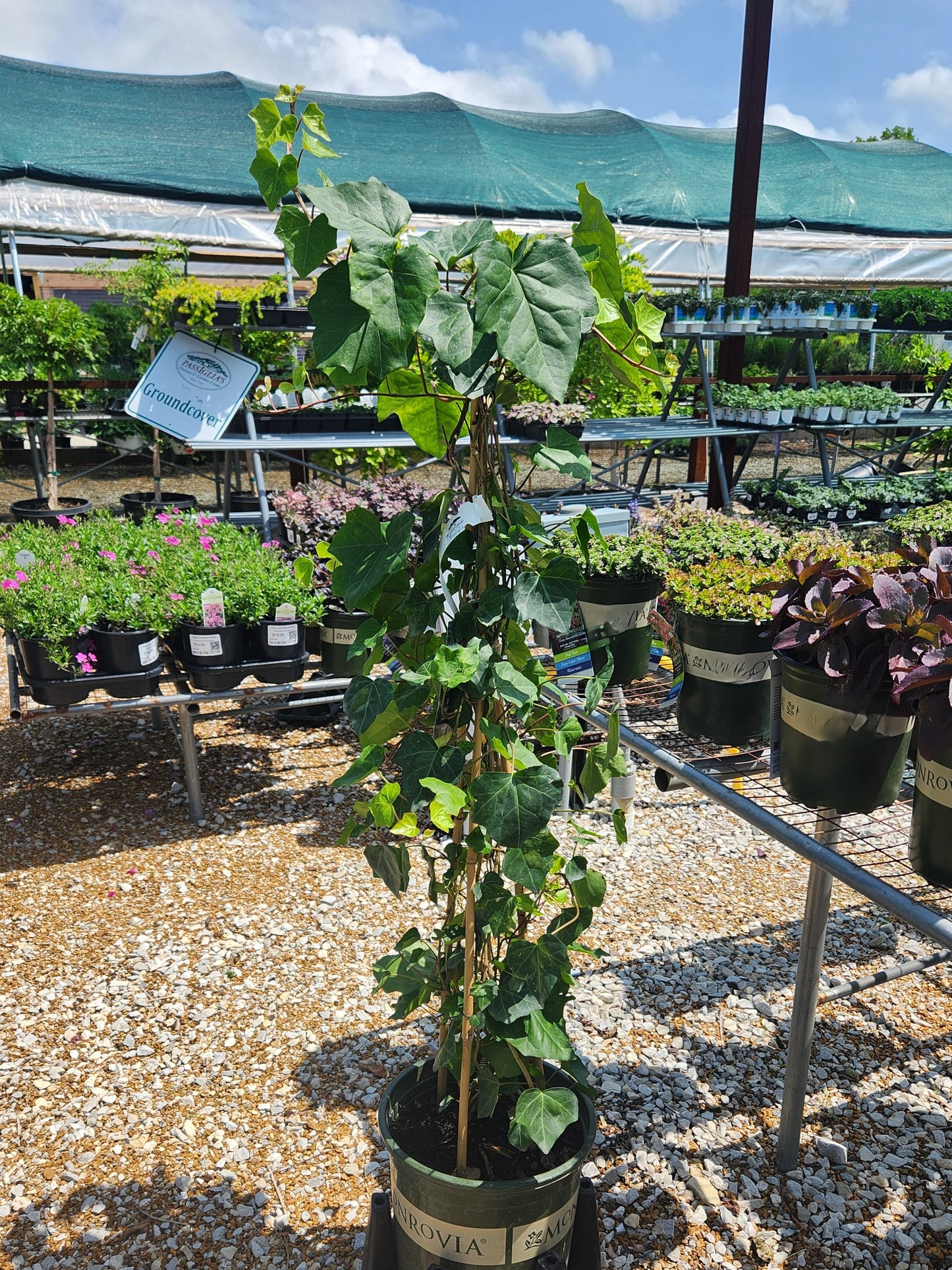 Ivy, English Varieties (Hedera)