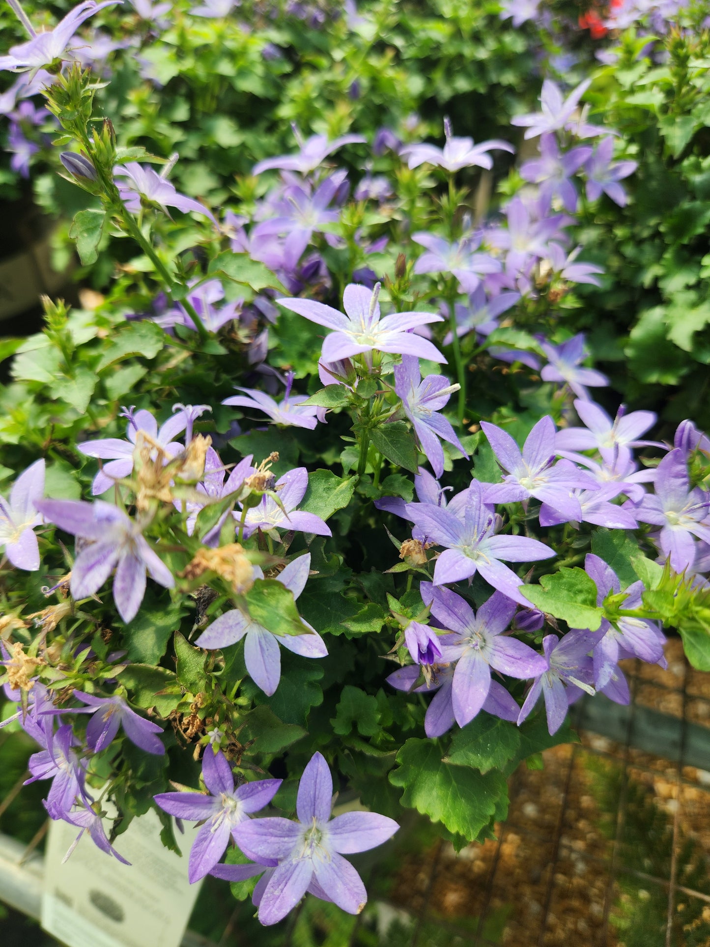 Bellflower, Serbian Arctic Falls (Campanula)