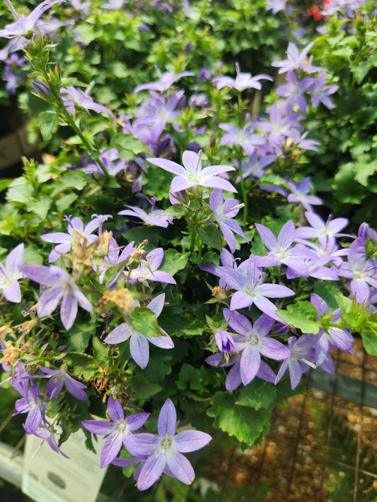 Bellflower, Serbian Arctic Falls (Campanula)