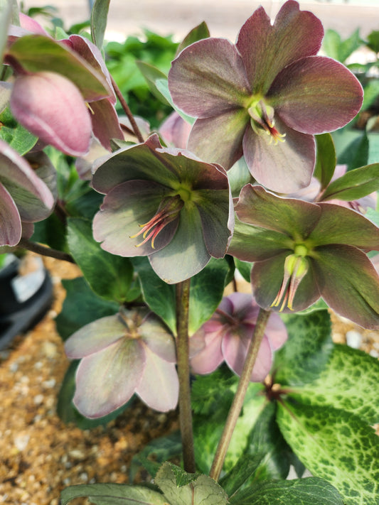 Lenten Rose 'Frostkiss Pippa's Purple' (Helleborus)