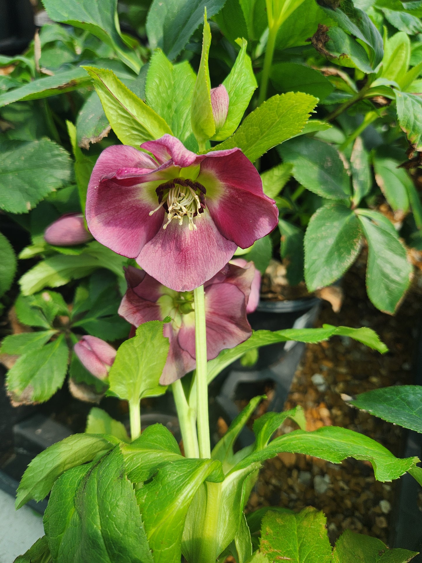 Lenten Rose 'Honeymoon Rome in Red' (Helleborus)