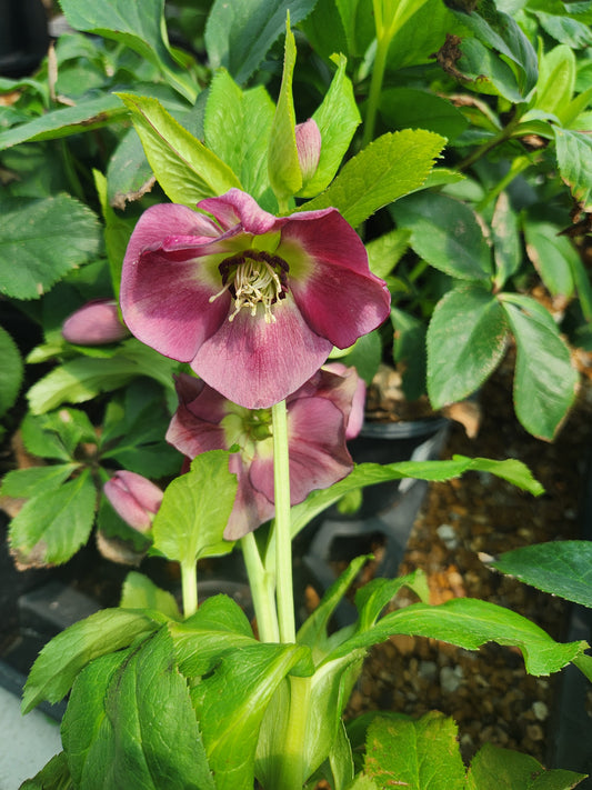 Lenten Rose 'Honeymoon Rome in Red' (Helleborus)