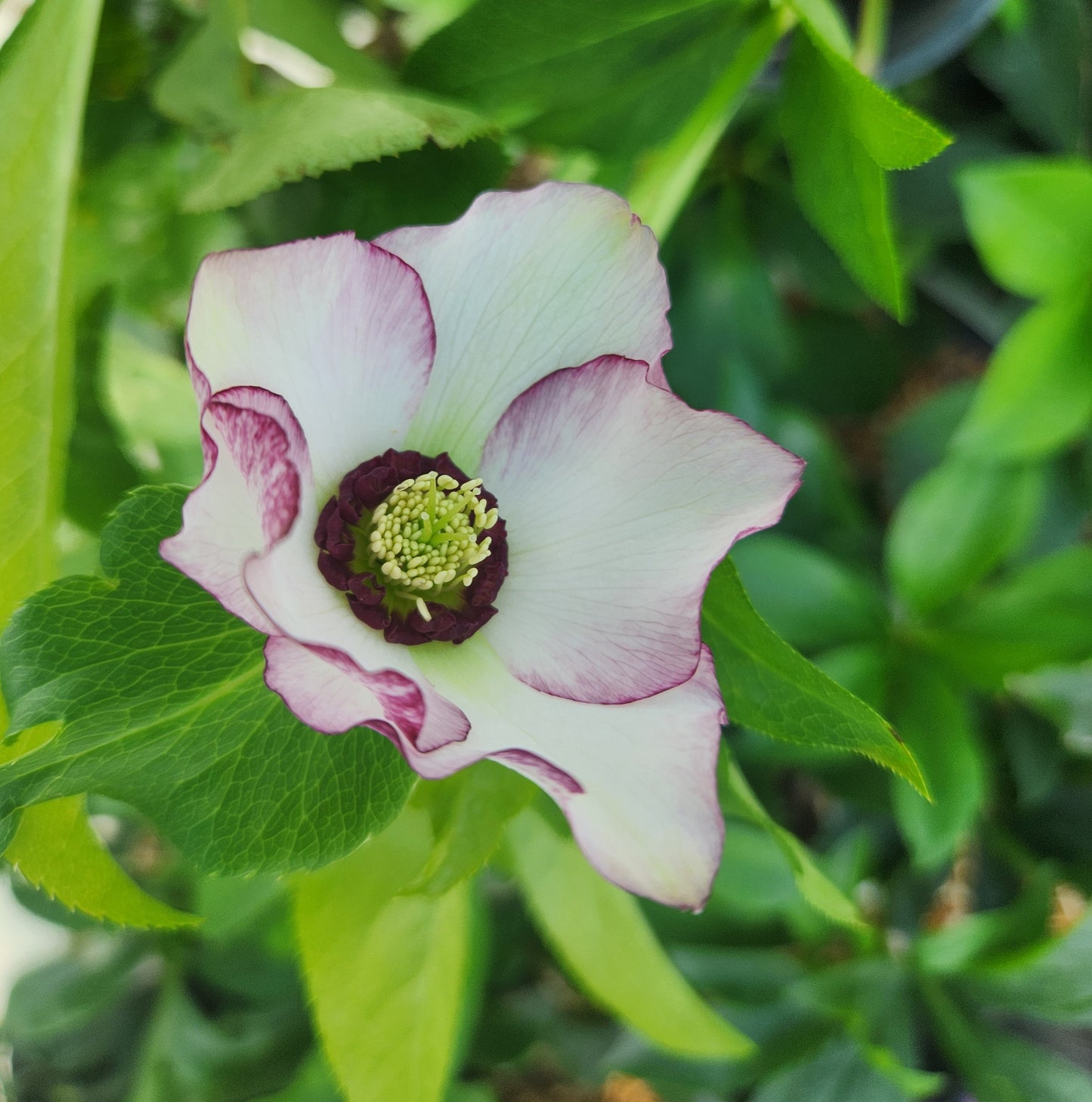 Lenten Rose 'Honeymoon French Kiss' (Helleborus)