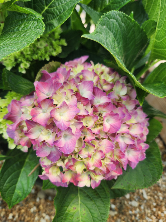 Hydrangea, Big-leaf Mophead 'Seaside Serenade Cape Cod' (Hydrangea)
