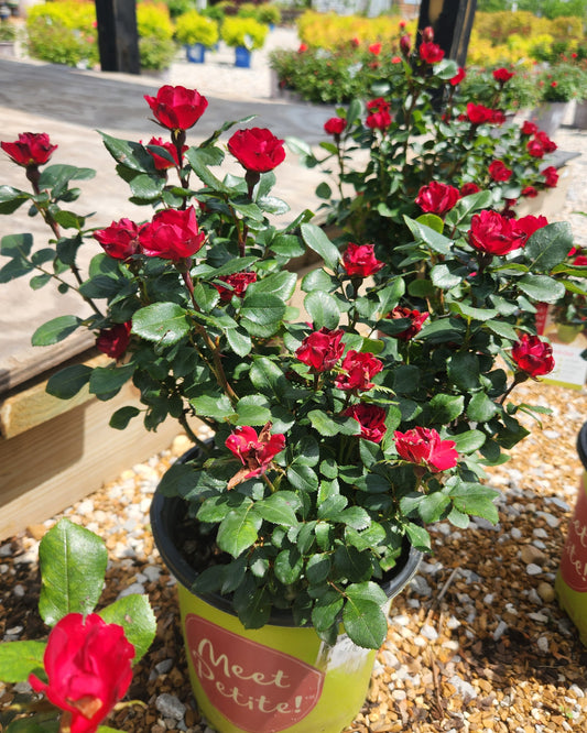 Rose, Shrub 'Petite Knock Out' (Rosa)