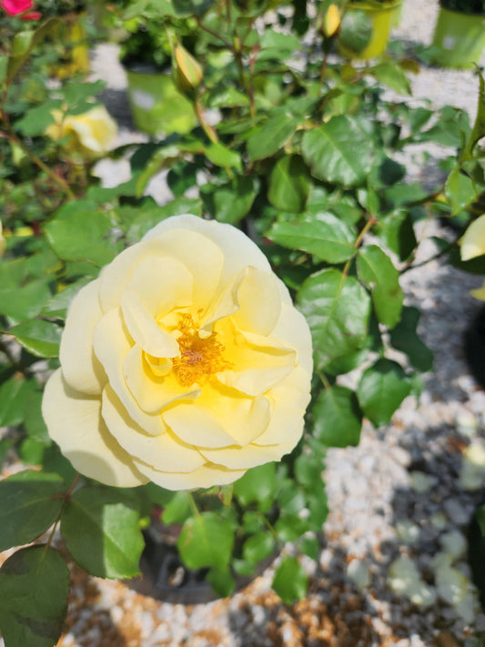 Rose, Shrub 'Easy Elegance High Voltage' (Rosa)