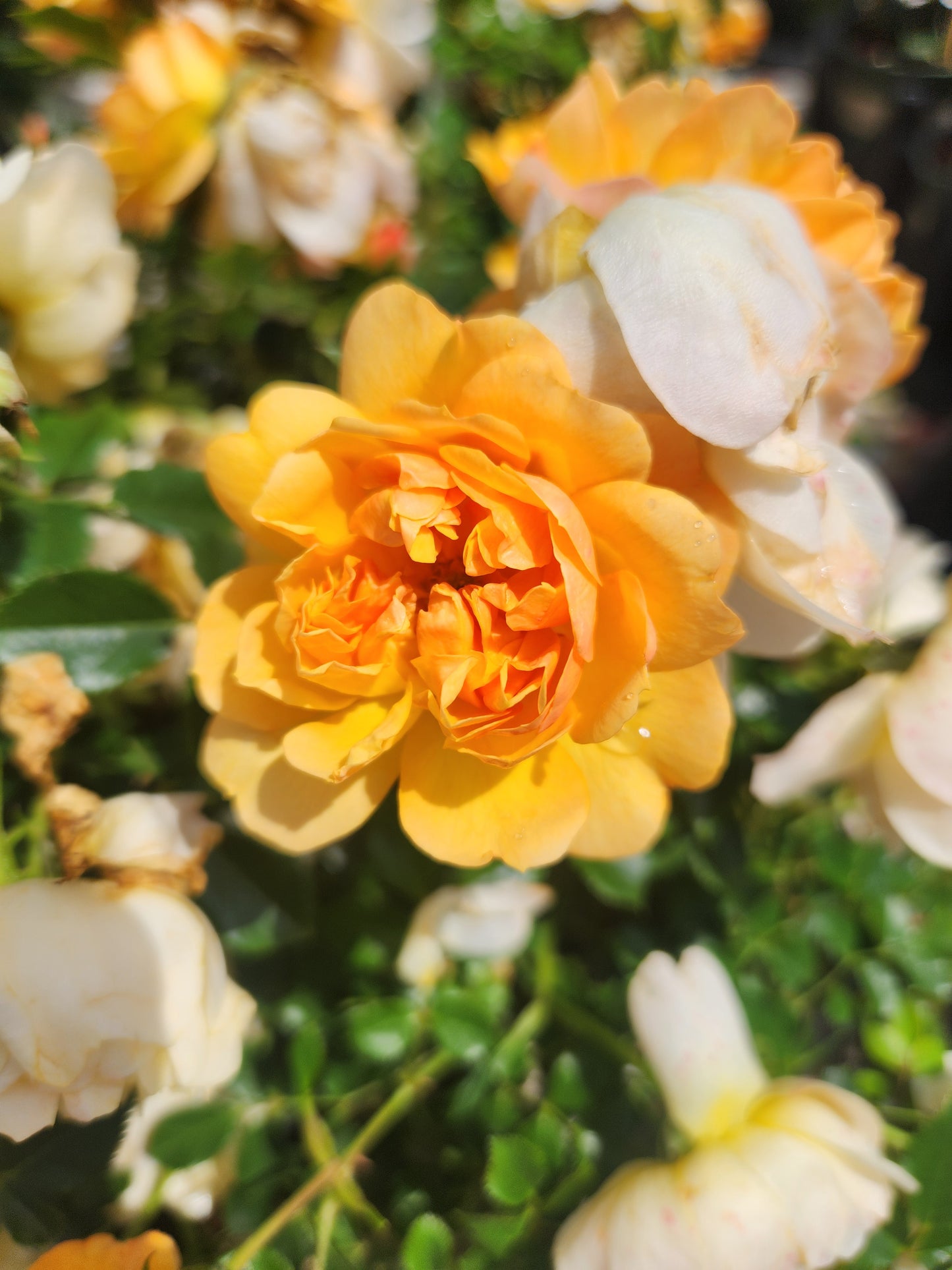 Rose, Miniature 'Itsy Bitsy Peach' (Rosa)
