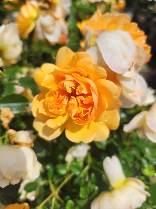 Rose, Miniature 'Itsy Bitsy Peach' (Rosa)
