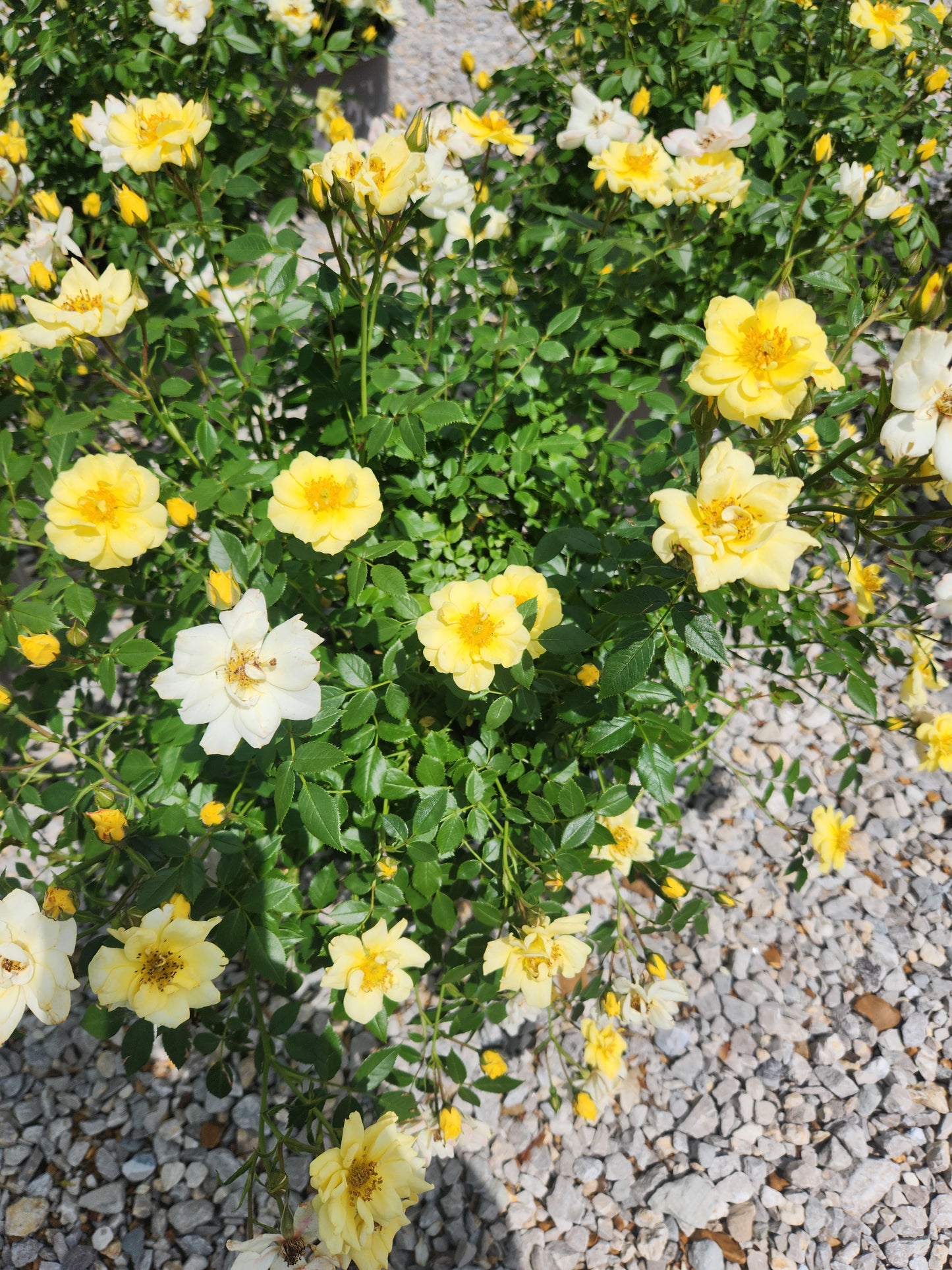 Rose, Spreading 'Lemon Drift' (Rosa)