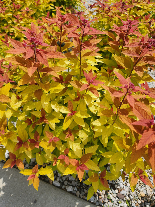 Spirea / Meadowsweet, Japanese 'Double Play Candy Corn' (Spiraea)