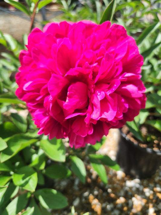 Peony 'Kansas' (Paeonia)