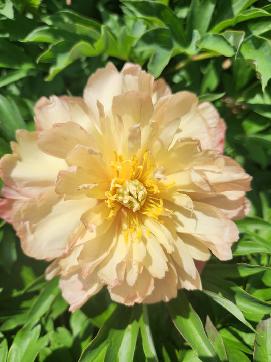 Peony, Itoh 'Singing Rain' (Paeonia)