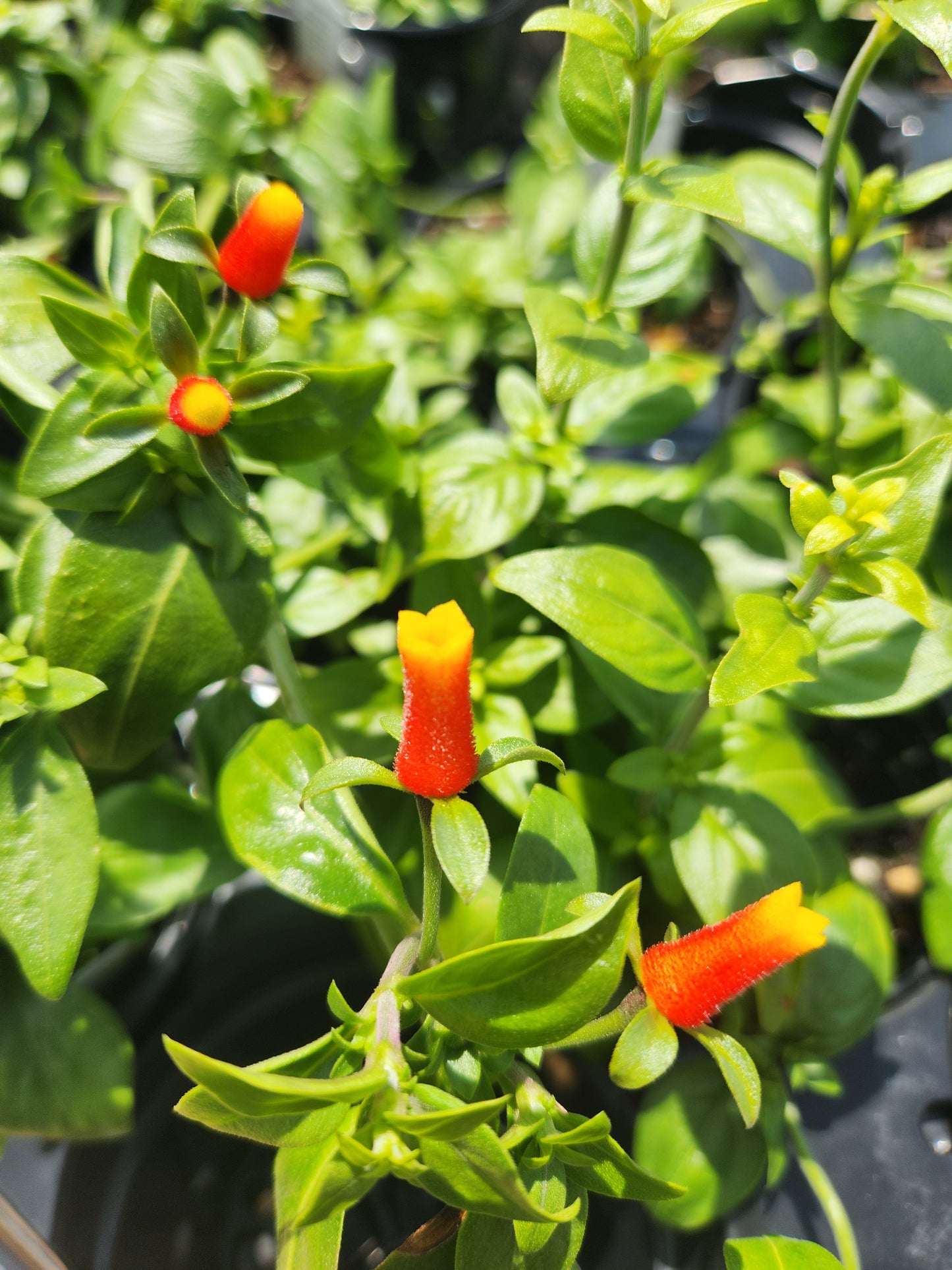 Vine, Firecracker 'Candy Corn' (Manettia)