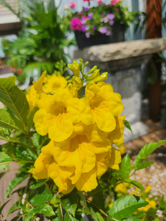 Esperanza/ Yellow Bell 'Gold Star' (Tecoma)
