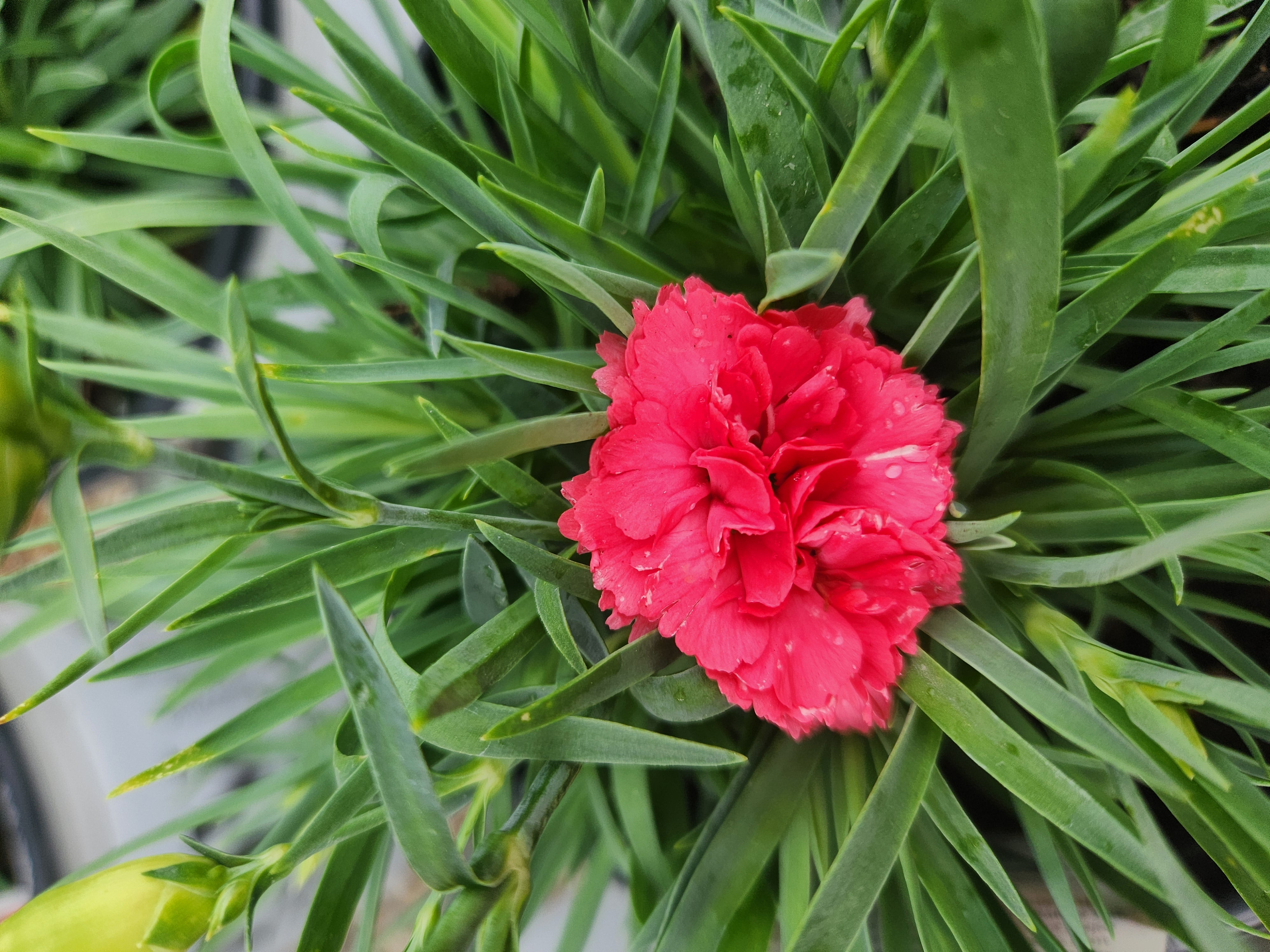 Pinks, Carnation Border 'Fruit Punch Classic Coral' (Dianthus