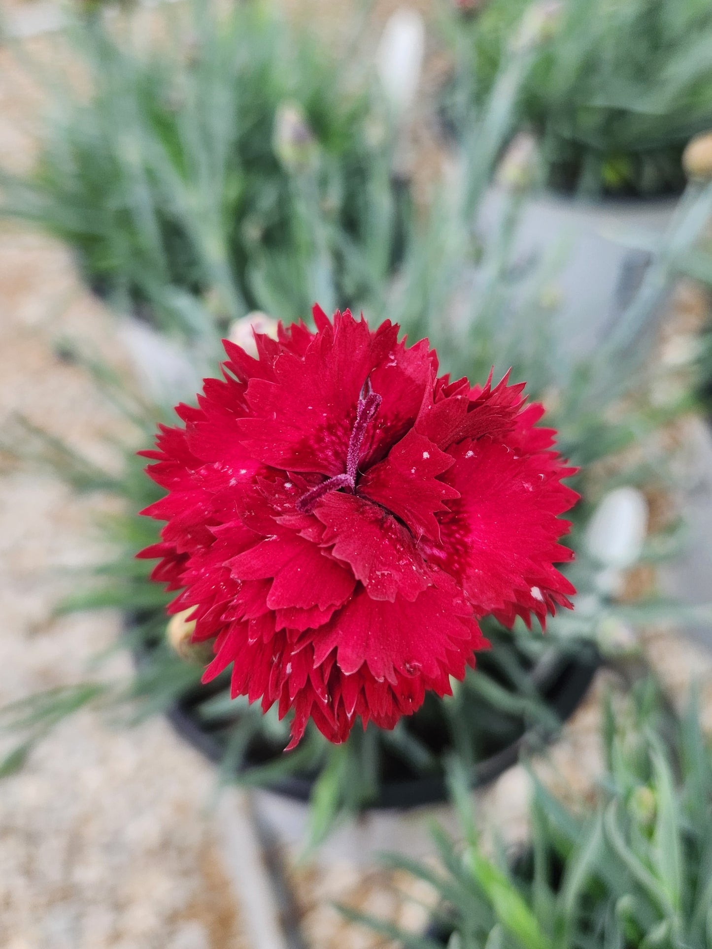 Pinks, Carnation Border 'Fruit Punch Maraschino' (Dianthus)