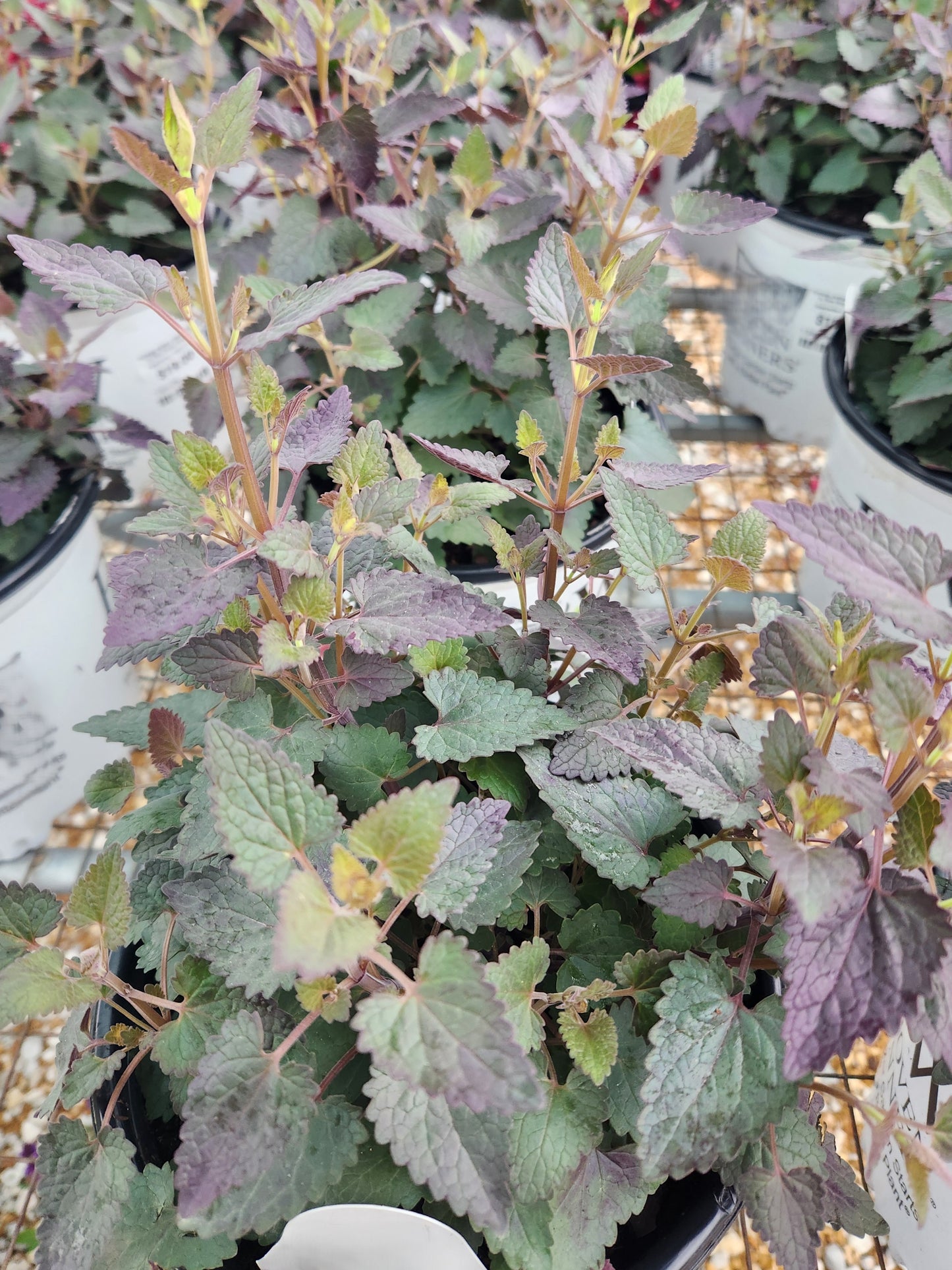 Hyssop, Anise/ Hummingbird Mint 'Meant to Bee Royal Raspberry' (Agastache)