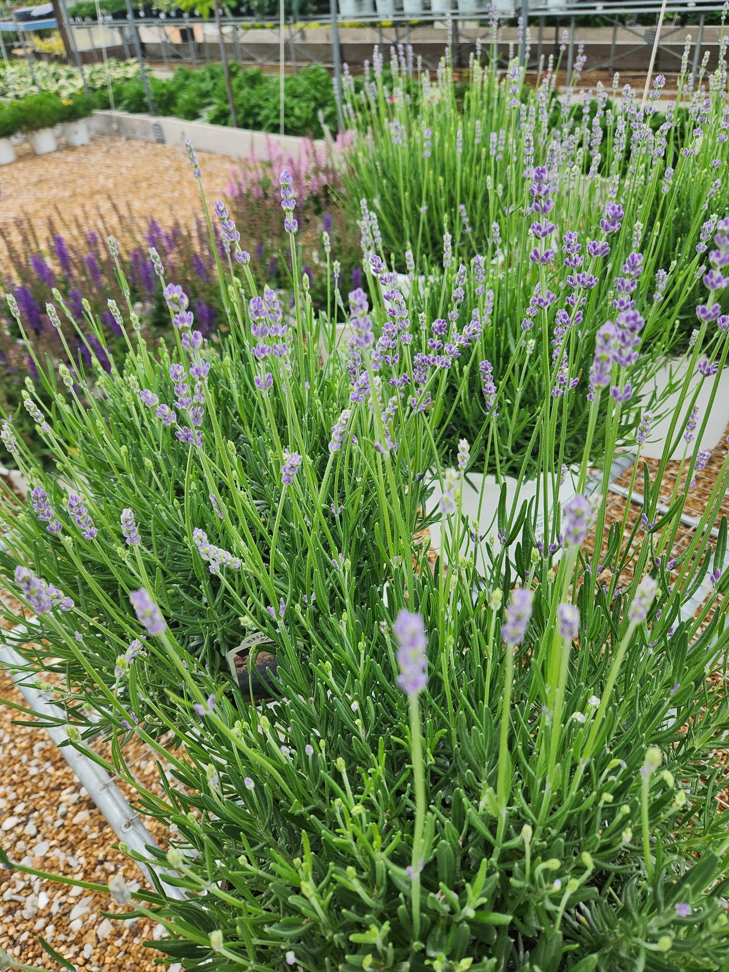 Lavender, English 'Munstead' (Lavandula)