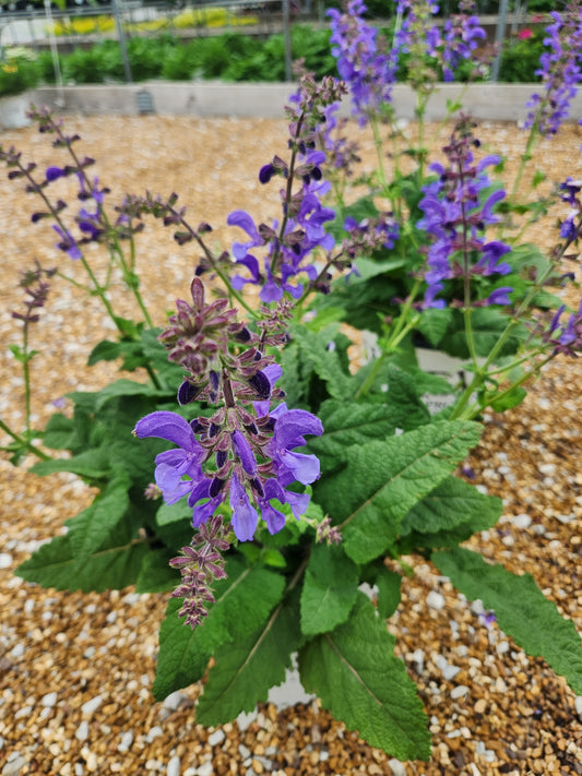 Sage, Meadow Hybrid 'Big Sky' Living Large Series (Salvia)