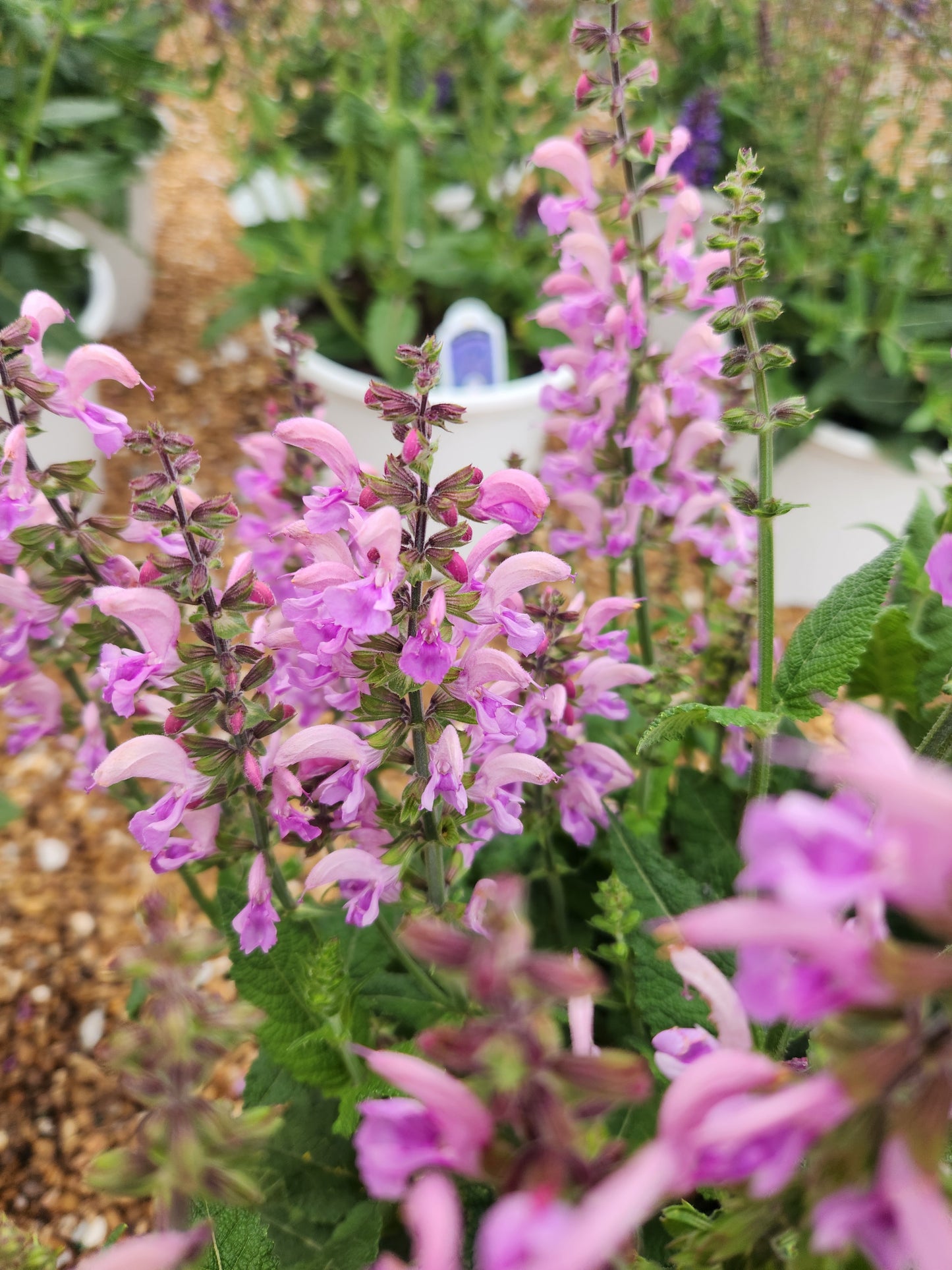 Sage, Clary Meadow 'Ballerina Pink' (Salvia)