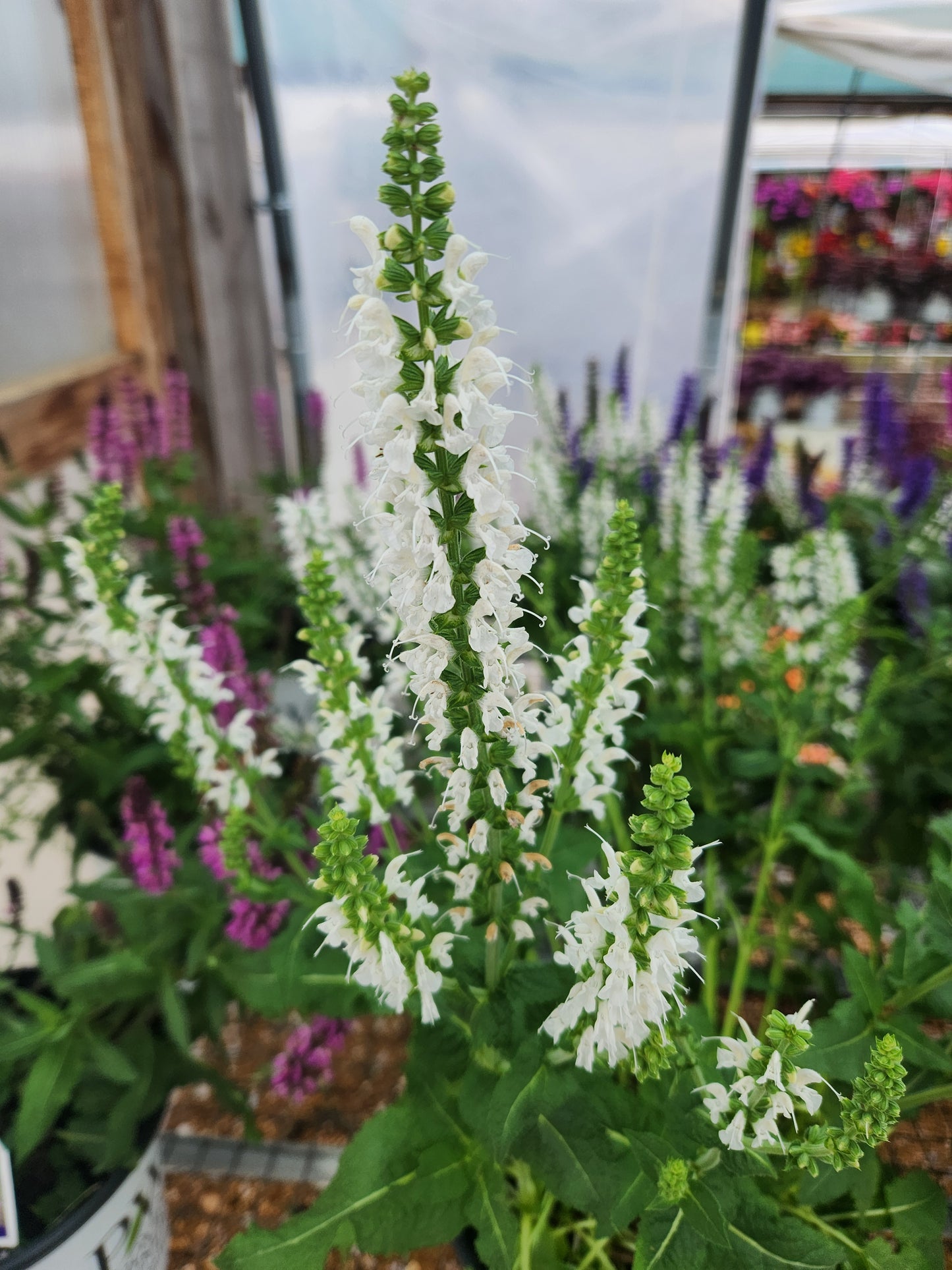 Sage, Woodland/ Meadow Dwarf 'White Profusion' (Salvia)
