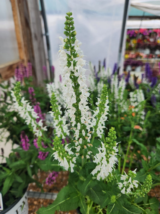 Sage, Woodland/ Meadow Dwarf 'White Profusion' (Salvia)