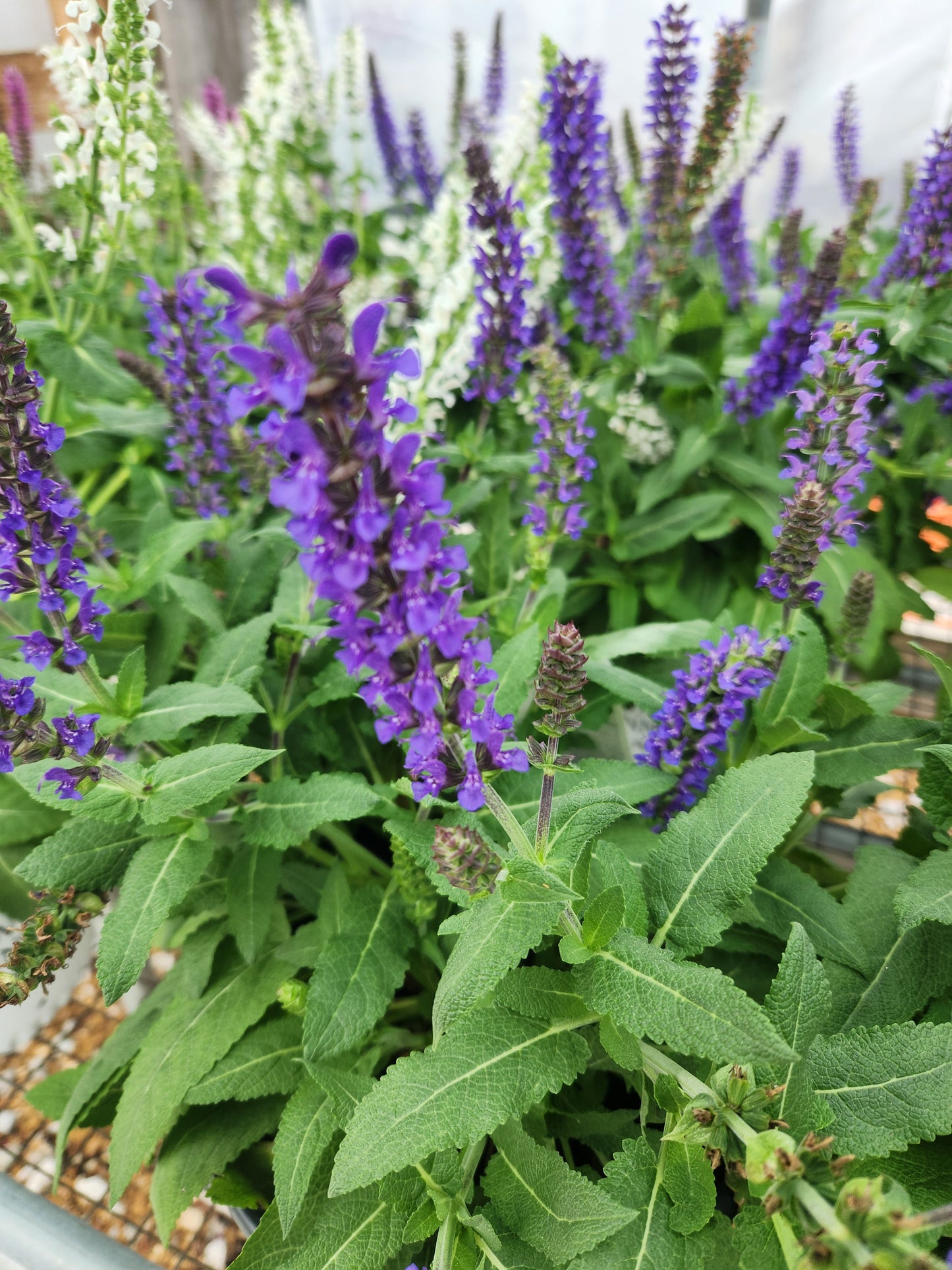 Sage, Woodland/ Meadow Dwarf 'Violet Profusion' (Salvia)