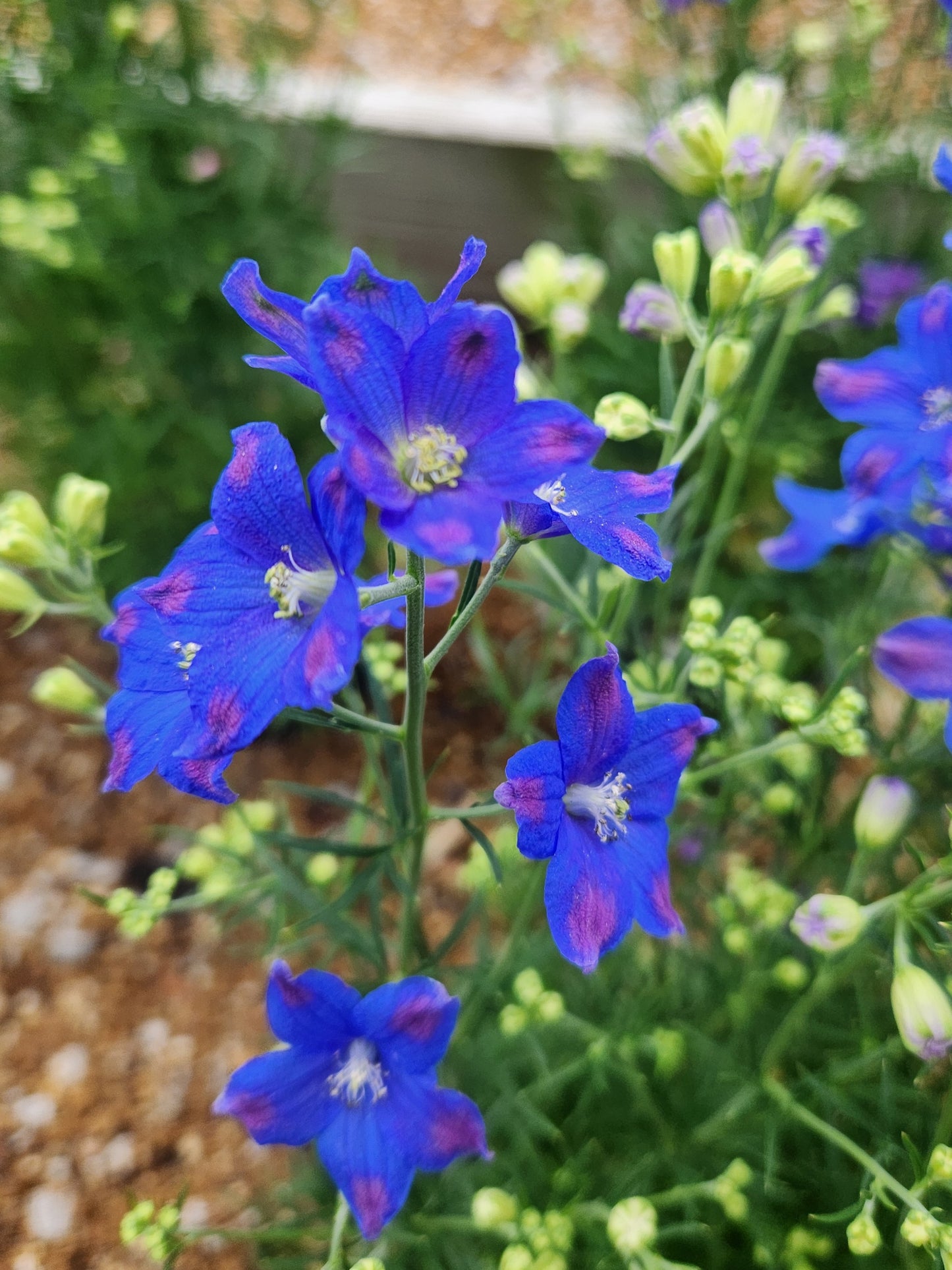 Larkspur, Siberian 'Diamonds Blue' (Delphinium)