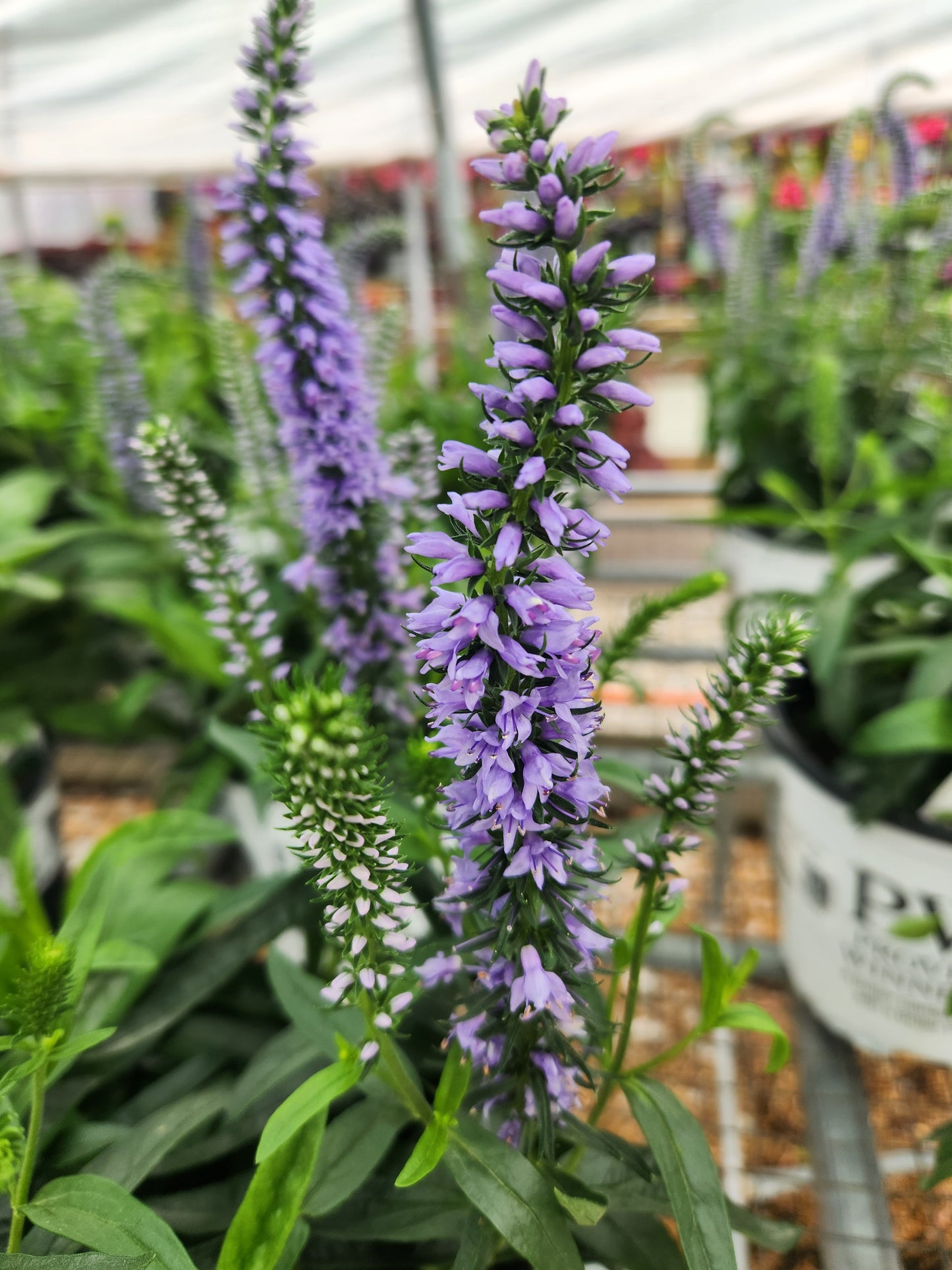 Speedwell, Spiked 'Magic Show Ever After' (Veronica)