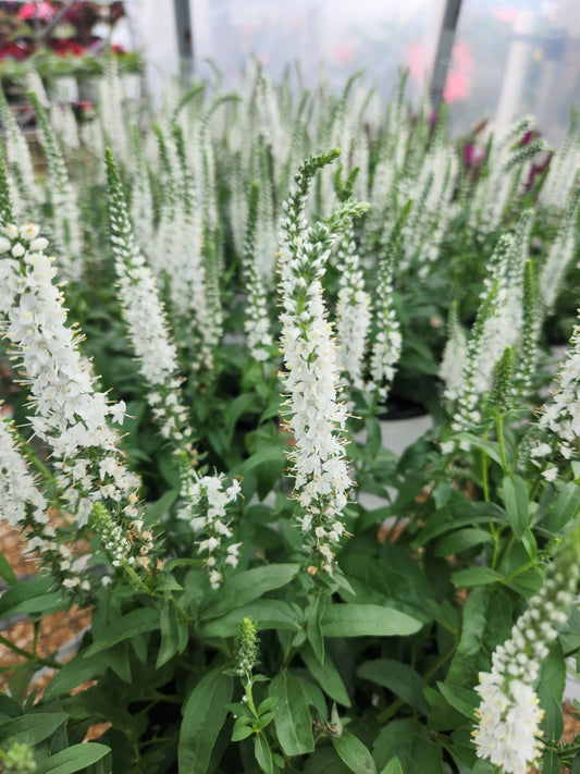 Speedwell, Spiked Magic Show 'White Wands' (Veronica)