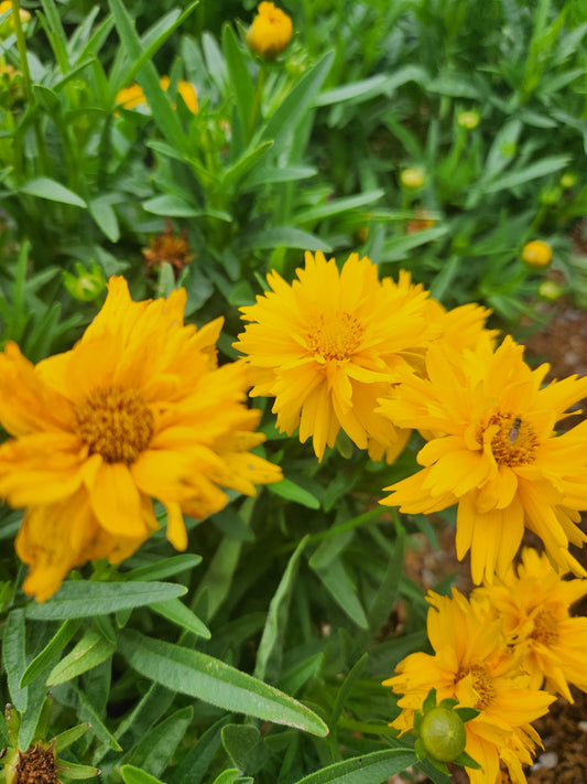 Tickseed, Large Flowered 'Double the Sun' (Coreopsis)