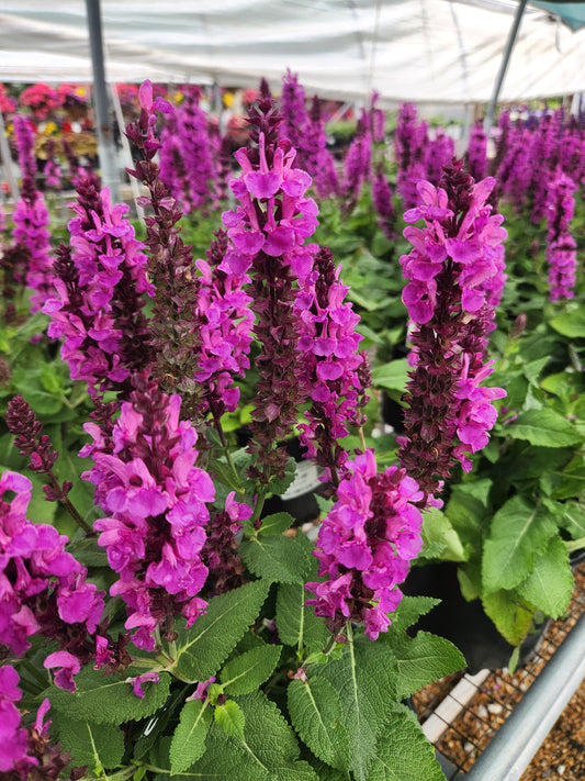 Sage, Woodland/ Meadow Dwarf 'Rose Marvel' (Salvia)