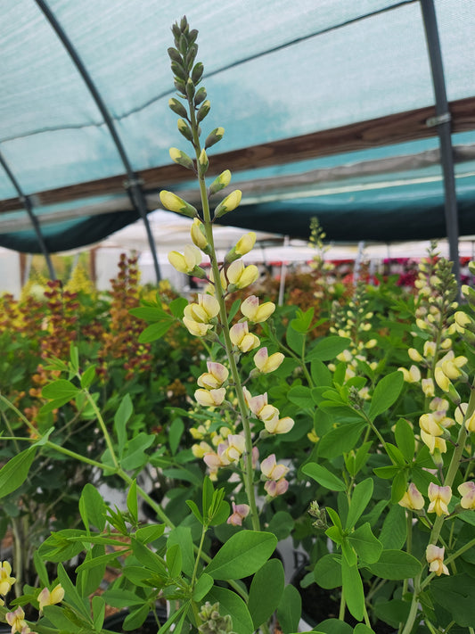 False/ Wild Indigo, 'Decadence Deluxe Pink Lemonade' (Baptisia)