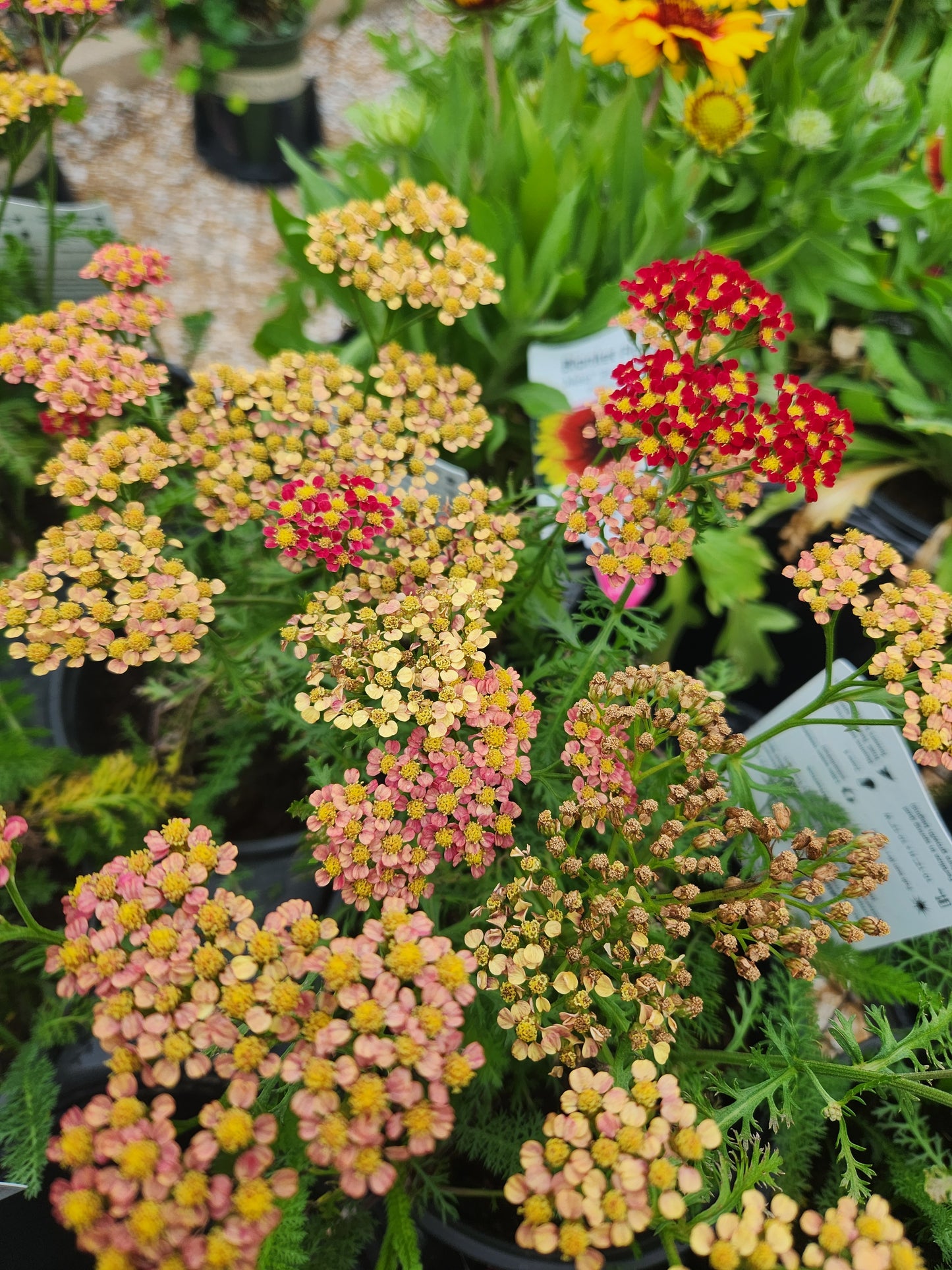 Yarrow 'Milly Rock Yellow Terra Cotta' (Achillea)