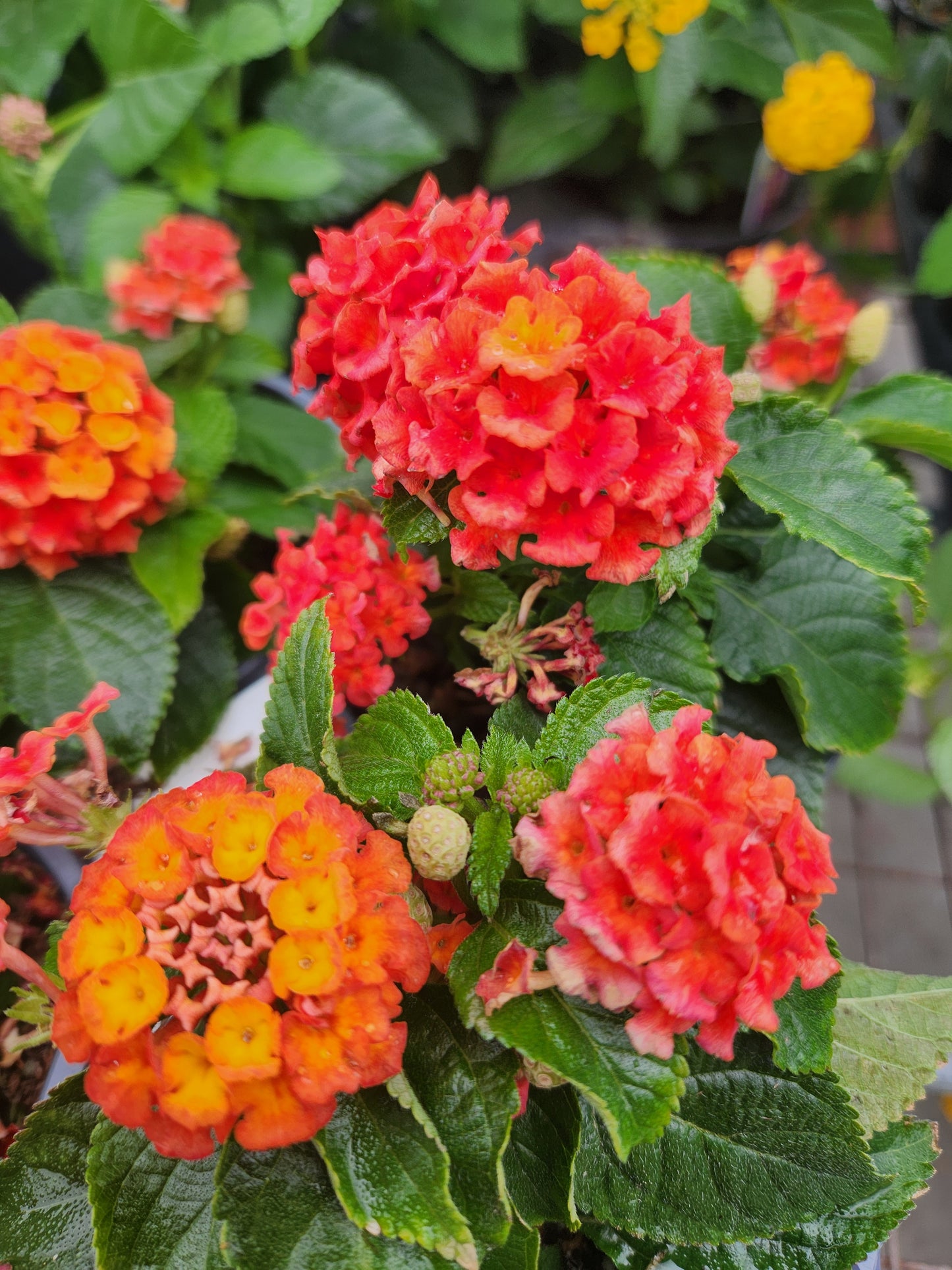 Calico Bush / Lantana, Shamrock Series (Lantana)