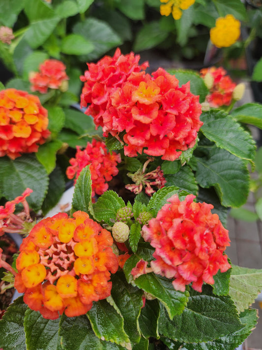 Calico Bush / Lantana, Shamrock Series (Lantana)