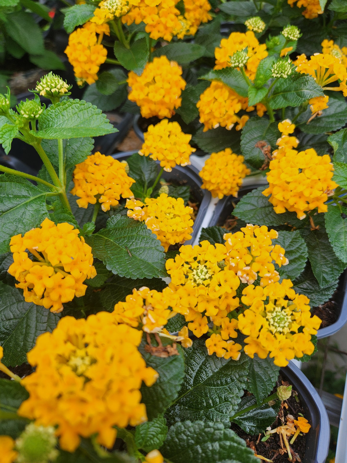 Calico Bush / Lantana, Lucky Series (Lantana)