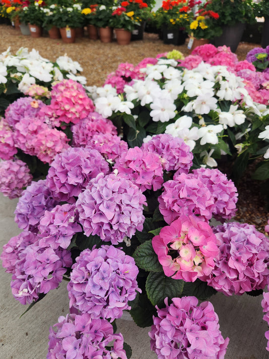 Hydrangea, Southern (Hydrangea)