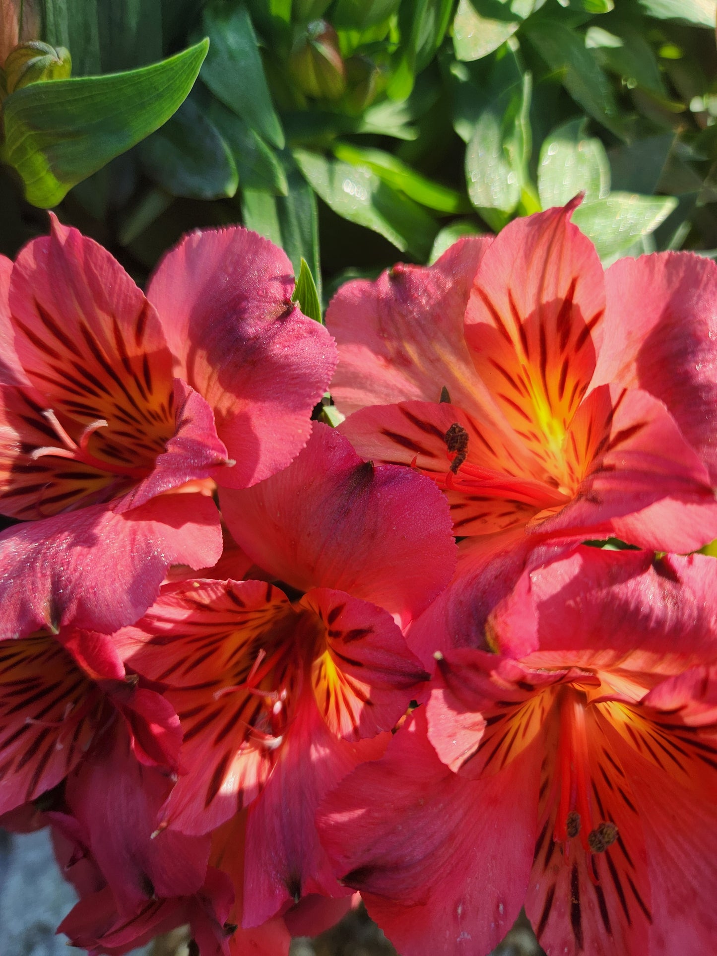 Peruvian Lily, Colorita Elaine Pink 'Zaprielia' (Astroemeria)