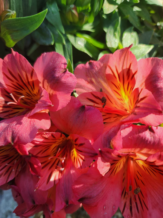 Peruvian Lily, Colorita Elaine Pink 'Zaprielia' (Astroemeria)