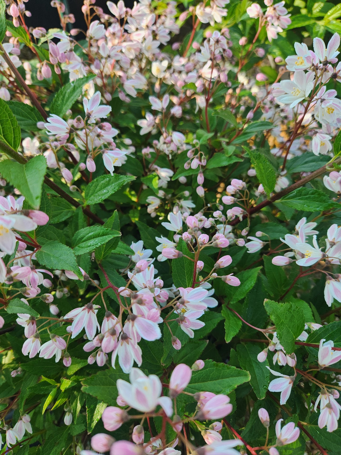 Deutzia, Slender 'Yuki Cherry Blossom' (Deutzia)