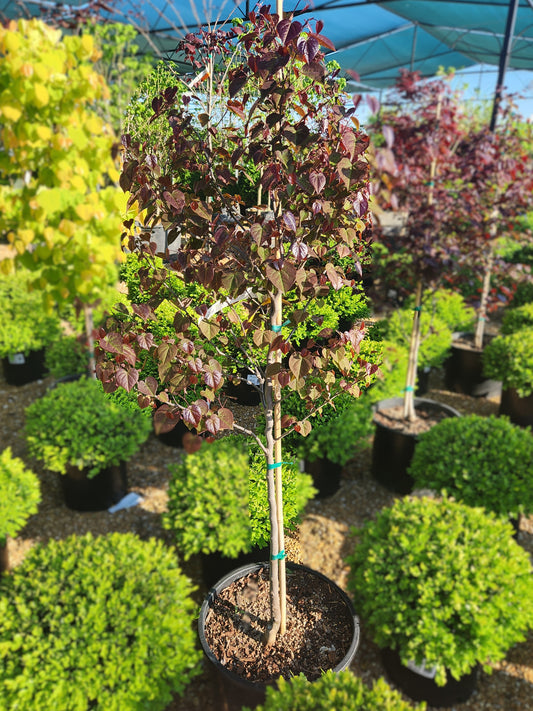 Redbud, Eastern 'Garden Gems Amethyst' (Cercis)