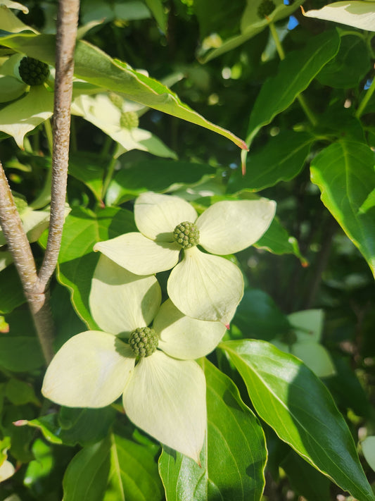 Dogwood, Oriental Dwarf 'Little Poncho' (Cornus kousa)
