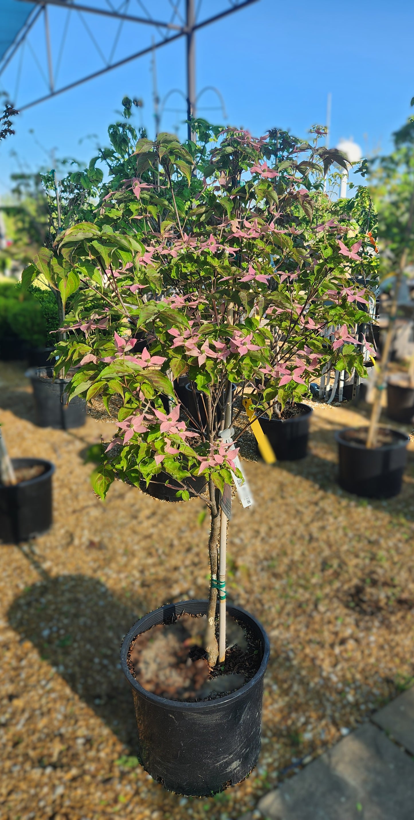 Dogwood, Oriental / Kousa 'Scarlet Fire' (Cornus)