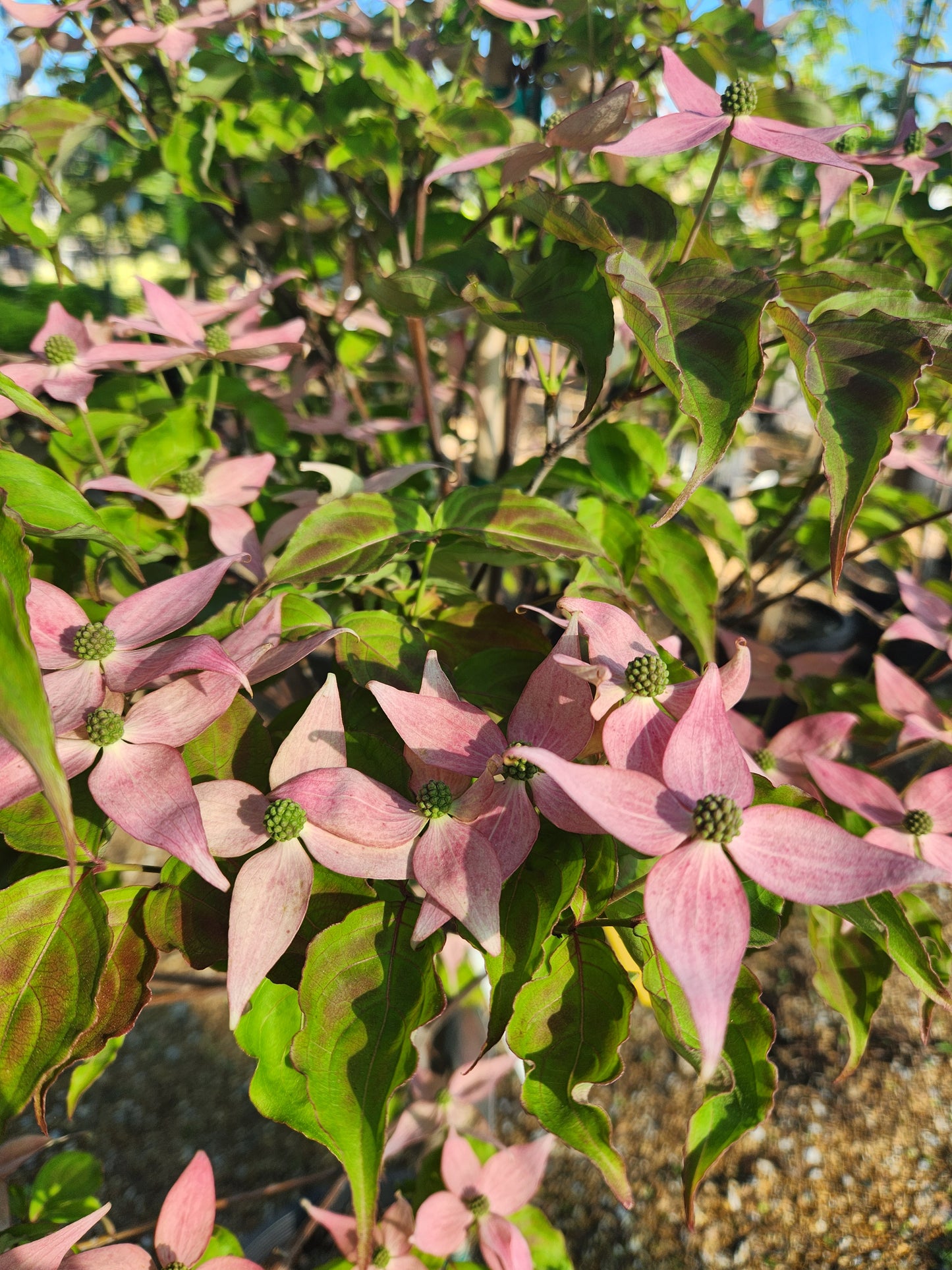 Dogwood, Oriental / Kousa 'Scarlet Fire' (Cornus)