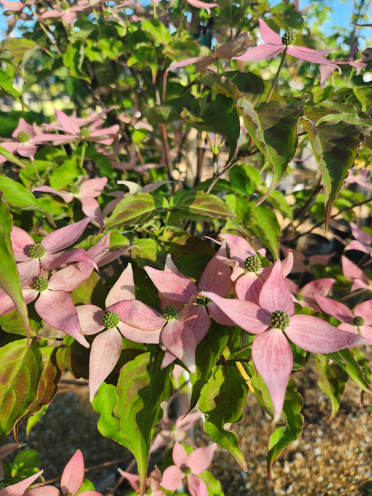 Dogwood, Oriental / Kousa 'Scarlet Fire' (Cornus)